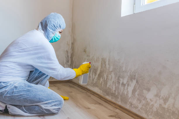 Licensed Commercial Mold Remediation service in Sun City Center, FL - WQB Mold Removal
